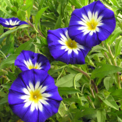 مجد الصباح شجيري الراية الزرقاء - Blue Ensign Bush Morning Glory