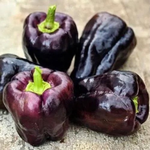 فلفل حلو زولو - Zulu Pepper Sweet