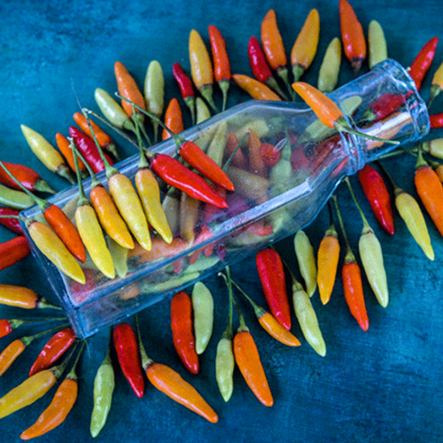 فلفل تباسكو الحار - Tabasco Hot Pepper