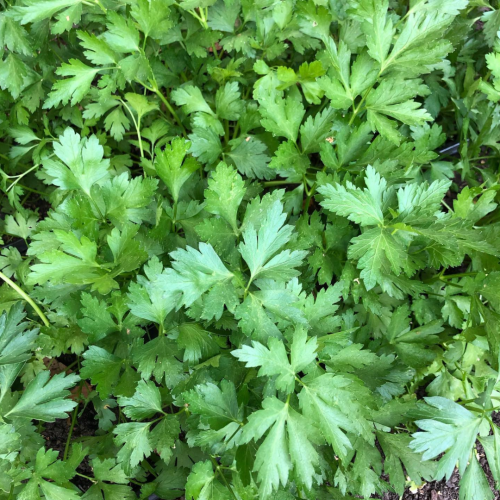 بقدونس إيطالي عملاق - Italian “Gigante” Parsley
