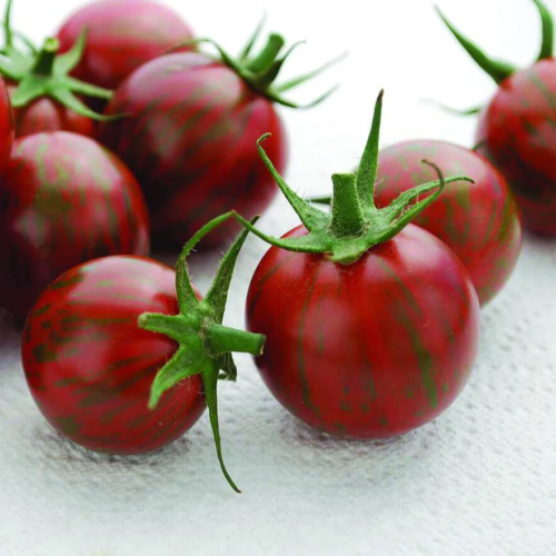 طماطم كرزي النحل الطنان البنفسجي - Purple Bumble Bee Tomato