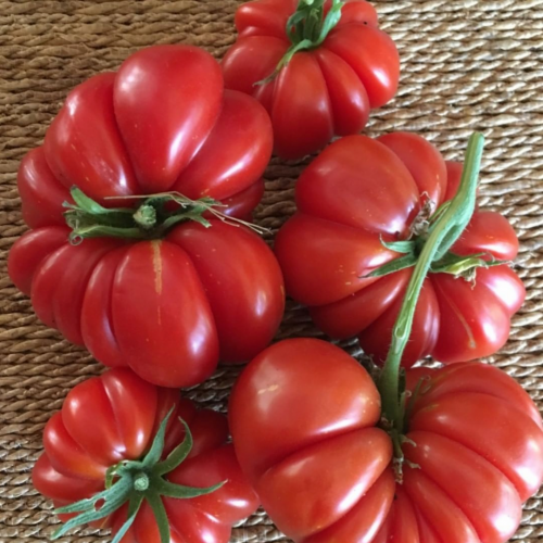 طماطم كوستولوتو جينوفيز الإيطالي -  Costoluto Genovese Italian Tomato