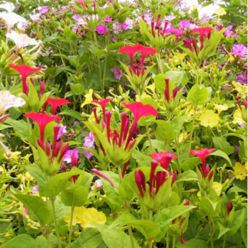 مكس شب الليل وقت الشاي - Four O'Clocks Teatime Mix