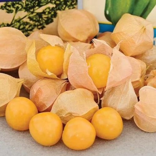 حرنكش العمة مولي - Aunt Molly's Ground Cherry
