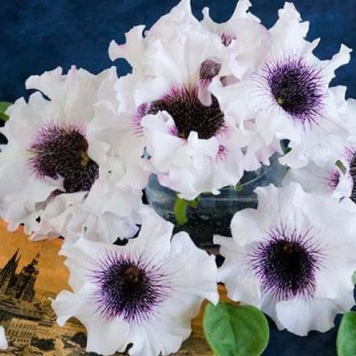 بتونيا البيضاء الرائعة - Superbissima Giant Alba Petunia