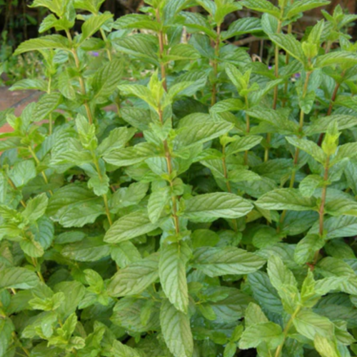 نعناع - Spearmint