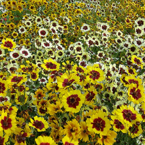 كوروبسيس الرائعة - Incredible Coreopsis