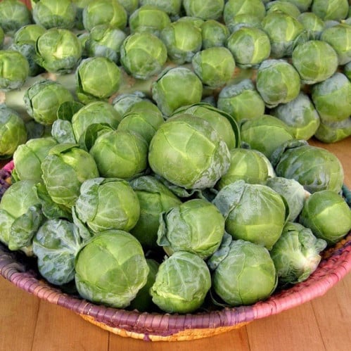 كرنب بروكسل برسل سبراوت هيستيا - Brussels Sprouts Hestia