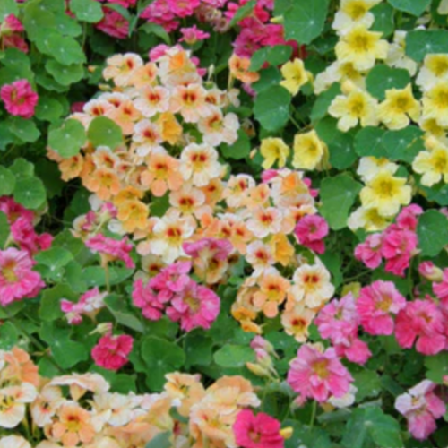 مكس أبو خنجر ألوها - Aloha Mix Nasturtiums