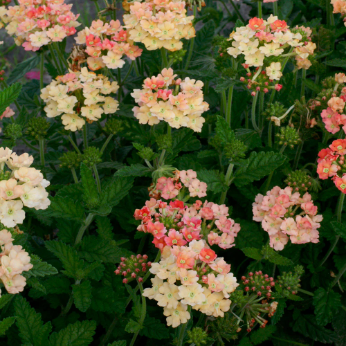 فربينا مشمشية - Apricot Verbena