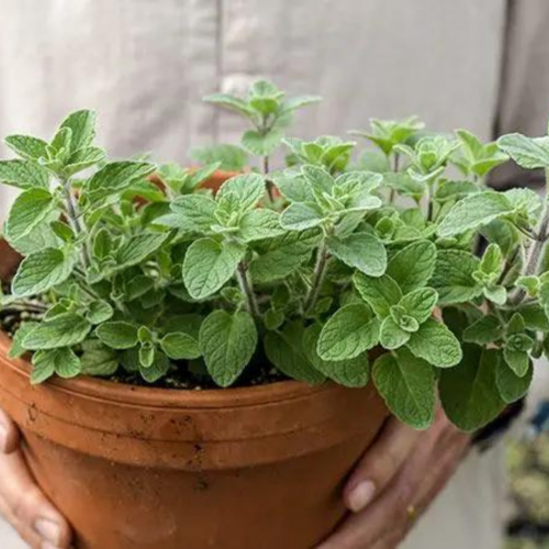 زعتر أوريغانو بري فلسطيني - Wild Za'atar Oregano