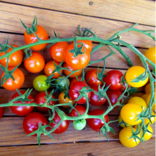 مكس طماطم كرزي حلوى الحديقة - Garden Candy Cherry Tomatoes