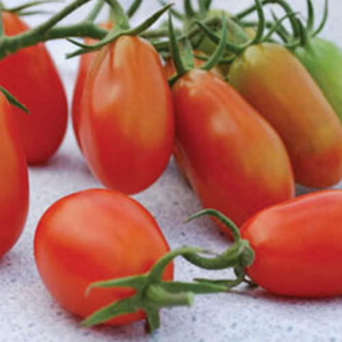 طماطم روما صغير - Baby Roma Tomato