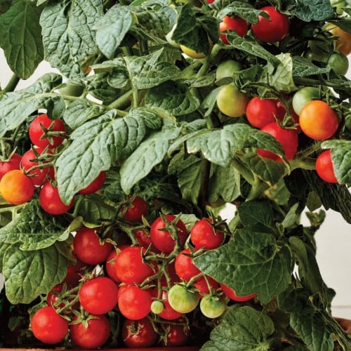 طماطم كرزي قزمي فيراندا - Veranda Red Tomato