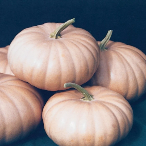 يقطين الجبن لونغ آيلاند - Long Island Cheese Pumpkin