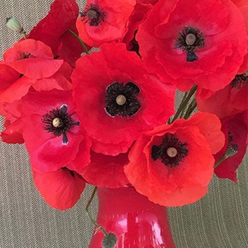 ديدحان وسام الشرف - Legion of Honor Shirley Poppies