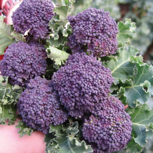 بروكلي بنفسجي رؤوس صغيرة - Purple Sprouting Broccoli