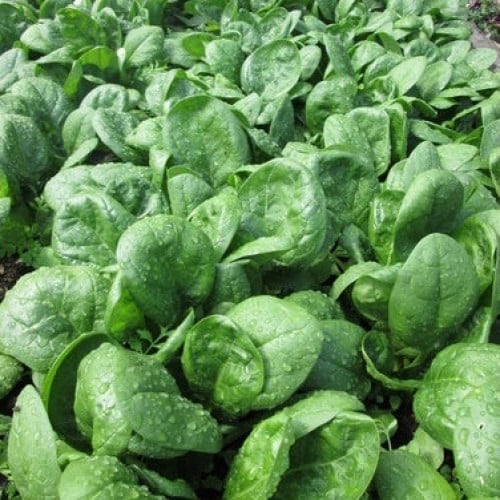 سبانخ صغيرة كاتالينا - Baby Leaf Spinach Catalina