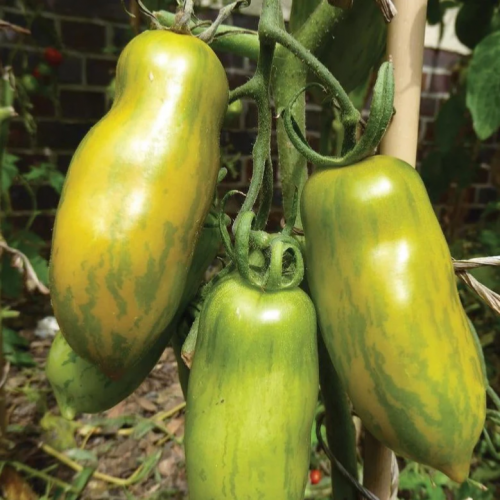 طماطم السجق الخضراء المخططة - Green Sausage Tomato