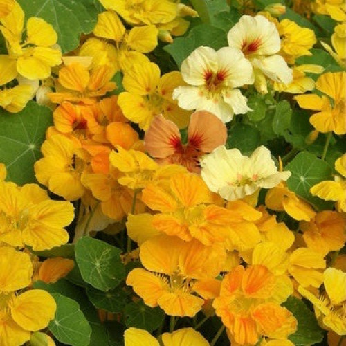 أبو خنجر كوب الشمس - Cup of Sun Nasturtiums