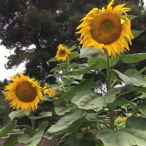 دوار الشمس الضخم العملاق -  Titan Giant Sunflowers