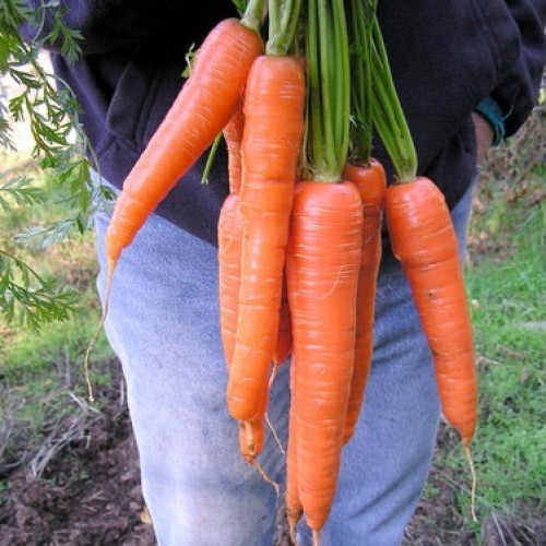 جزر ملك ميداس - Carrots King Midas