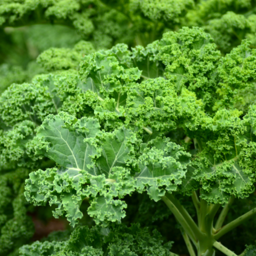 كيل مجعد - Green Curls Kale