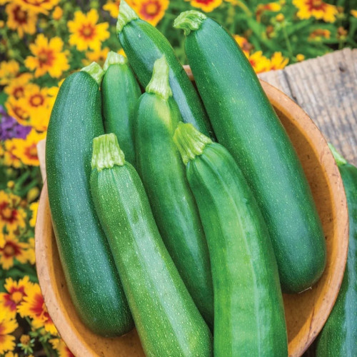 كوسه الشيء الأكيد - Sure Thing summer squash