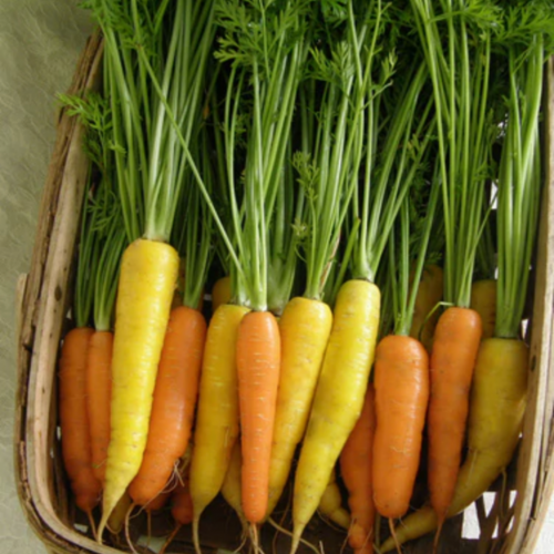 مكس جزر شروق الشمس - Sunshine Mix Carrots