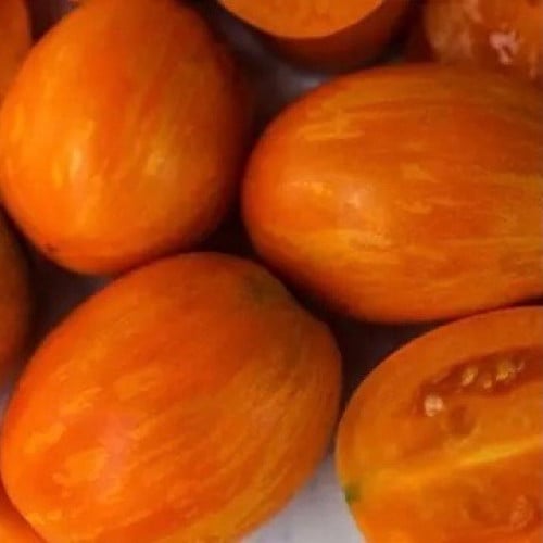 طماطم حمار الوحش المشمشي - Apricot Zebra Tomato