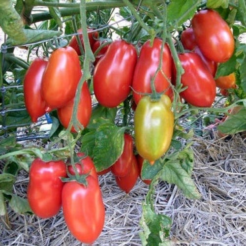 طماطم إيطالي سان مارزانو - Italian San Marzano tomato