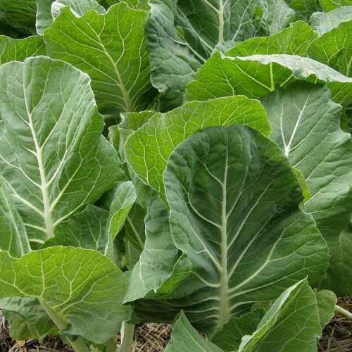 كولارد الفلاش الأخضر - Green Flash Collards