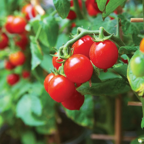 طماطم قزمي تيم الصغير - Tiny Tim Tomato