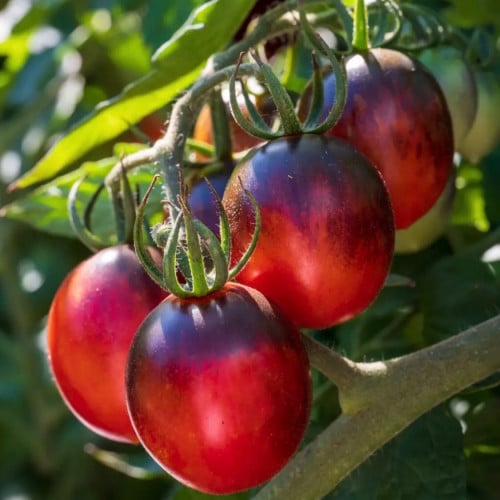 طماطم كرزي لذيذ - Two Tasty Tomato