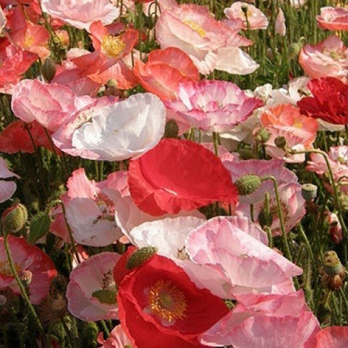 ديدحان الوقوع في الحب - Poppies Falling In Love