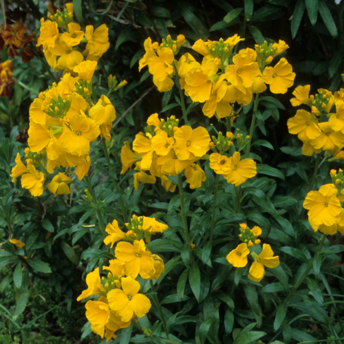 زهرة الجدار الذهبية - Scented Gold Wallflowers
