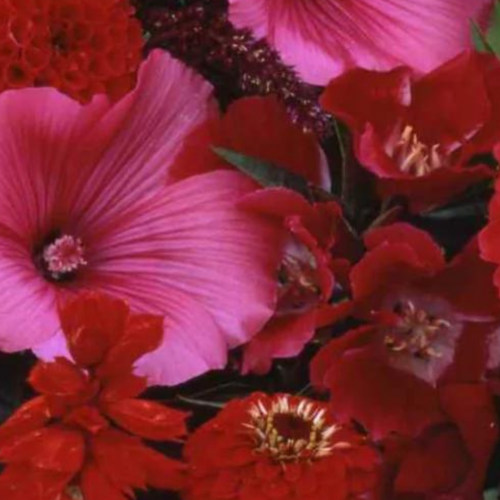 مكس زهور حمراء - Red Flower Mix