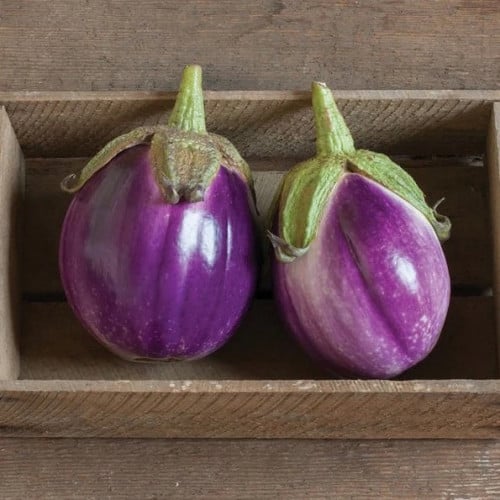 باذنجان روزا بيانكا - Rosa Bianca Eggplant