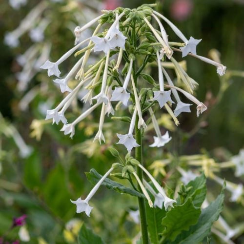 نيكوتيانا الياسمين - Jasmine Alata Nicotiana
