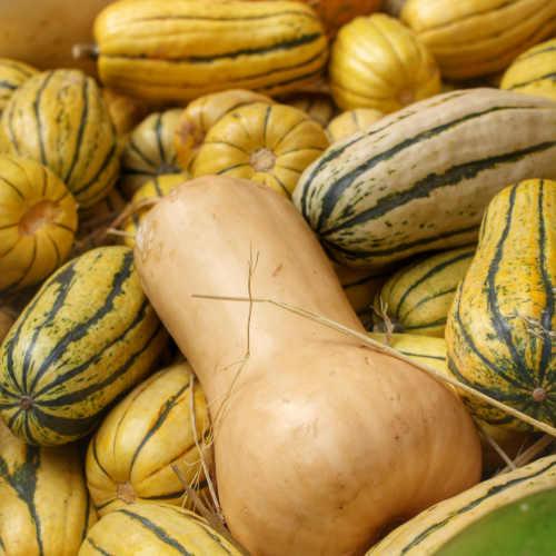 مكس قرع الجوز المبكر و دليكاتا - Early Butternut & Delicata Squash