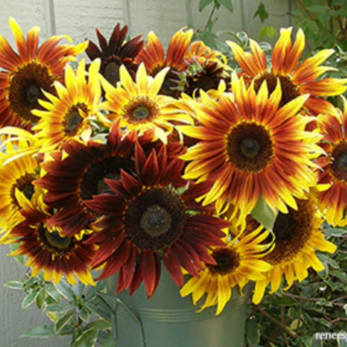 دوار شمس التورد الملكي - Royal Flush Sunflowers