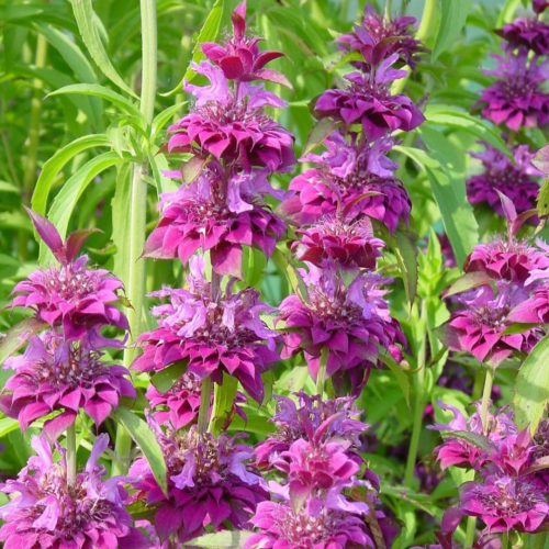 بلسم النحل باقة بيرغامو - Bergamo Bouquet Monarda