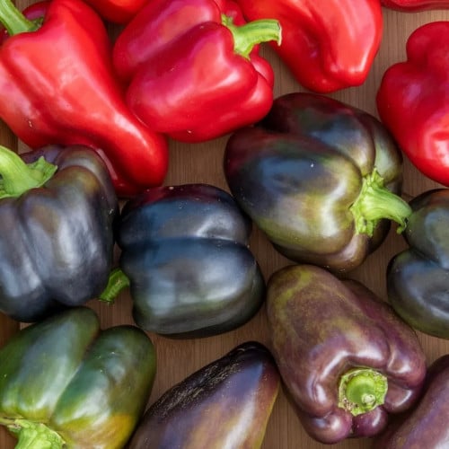 فلفل حلو العنب - Pinot Noir Sweet Pepper