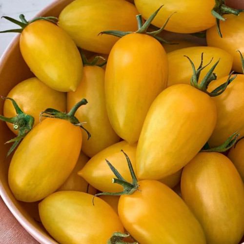 طماطم النعيم - Bliss Tomato