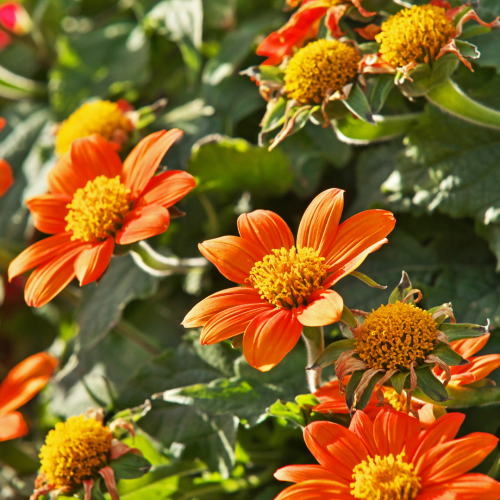 دوار الشمس المكسيكى - Torch Tithonia