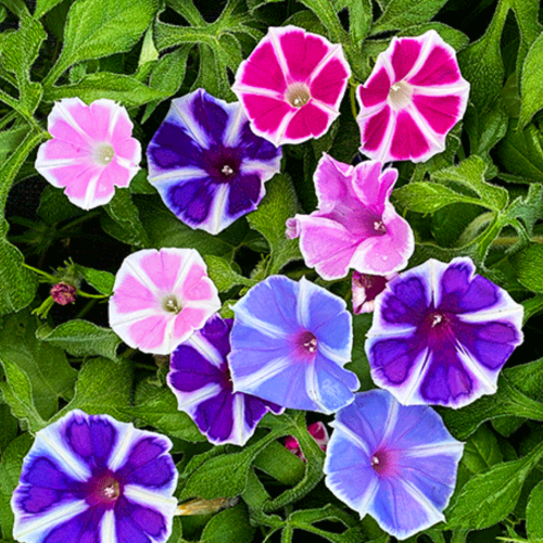 مكس مجد الصباح جبل فوجي الياباني - Mount Fuji Mix Morning Glory