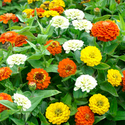 زينيا قزمية شروق الشمس - Pixie Sunshine Zinnias