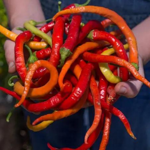 فلفل كورباكي التركي - Corbaci Pepper