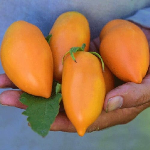 طماطم جليد البرتقال - Orange Icicle Tomato
