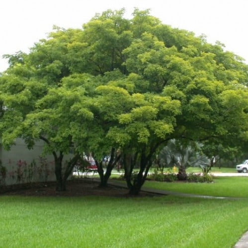 بذور شجرة البونجاميا‬ - Millettia pinnata